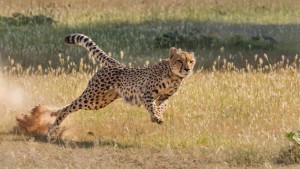 is-an-ostrich-faster-than-a-cheetah_83e52a78-546b-412c-a873-4c16b576a425